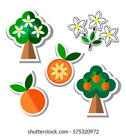 Blooming Orange tree, Blooming orange branch, Orange Tree with ripe fruits and two ripe oranges. Set of orange fruit icon in flat style with shadow isolated on the white background. Vector.