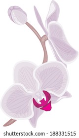Blooming orchid branch. Vector