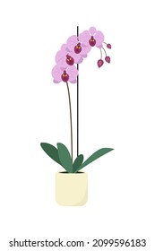 Blooming orchid in a flowerpot. Vector illustration 