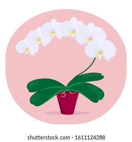 Blooming Orchid. Indoor plant, white orchid in a pot, with large flowers.