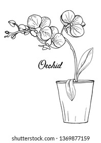 blooming orchid in a pot