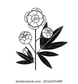 A blooming peony, a beautiful flower on a white background.