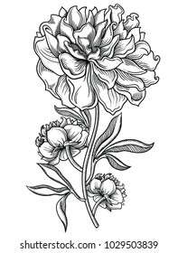 Blooming peony flowers , detailed hand drawn vector illustration. Romantic decorative flower drawing.All objects drawn in detailed and accurate line style  isolated on white background.Sketchy flower