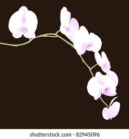 blooming phalaenopsis orchids vector