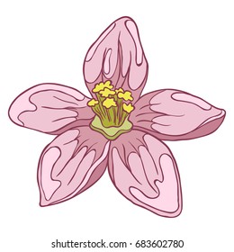 Blooming pink apple flower. Hand drawn isolated illustration on a white background