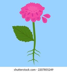 blooming pink dahlia with root