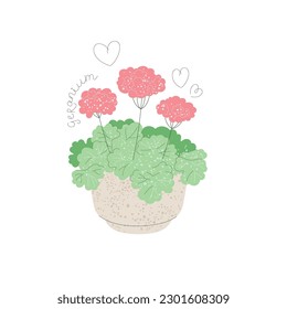 Blooming pink geranium in a pot isolated on white