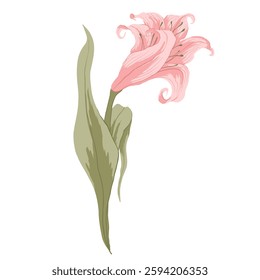 Blooming pink lily flower. Floral vector illustration. Wedding card element. Hand drawn flower isolated on white background for print, sticker, decor, web. Cute spring clip art