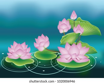 Blooming pink lotus flowers with big green leaves.