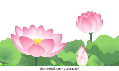 Blooming pink lotus flowers, isolated on the white background