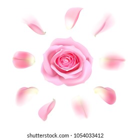 Blooming pink rose with petals on white background