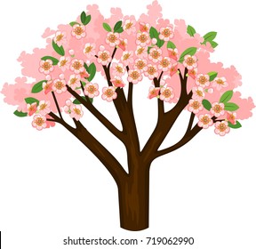 Blooming pink sakura tree on white background