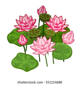 Blooming pink water Lily isolated on a white background. Beautiful cartoon flowers of pink Lotus. Vector illustration close-up.