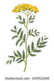 Blooming plant or bush with stem and leaves, isolated icon of flower in blossom. Wildflower botany and decoration, meadow or field in countryside. Bouquet composition of bush. Vector in flat style