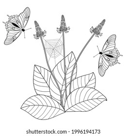 Blooming plantain, butterflies and spider on a white background. Decorative insulated element for design. Anti-stress coloring book for children and adults