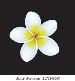 Blooming plumeria flower isolated with clipping path on white background.