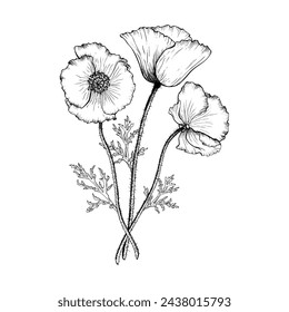 Blooming Poppy flower composition. Hand drawn with black inks botanical vector illustration in outline style. Monochrome sketch.