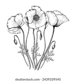 Blooming Poppy flowers and buds graphic composition. Hand drawn botanical vector illustration in outline style. Wild flower monochrome sketch.