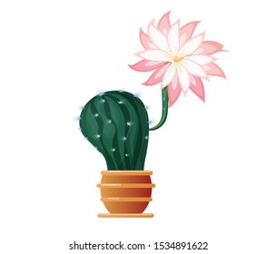 Blooming, prickly cactus for home and office. In a ceramic flower pot. Isolated image . vector graphic.