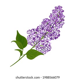 Blooming purple branch of lilac. Vector illustration of a plant hand drawn on an isolated white background