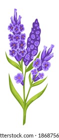 Blooming purple flower with green leaves and stem. Fresh botany or decoration for greeting card. Isolated feminine flora, organic vegetation and botany. Bouquet romantic gift, vector in flat style