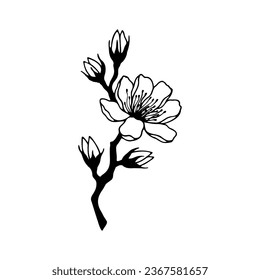 Blooming quince tree branch. Vector stock illustration eps10. Isolate on a white background, outline. Hand drawing.