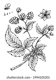 Blooming raspberry branch. Hand drawn vector illustration. Black lines isolated on white background. Element for your design.