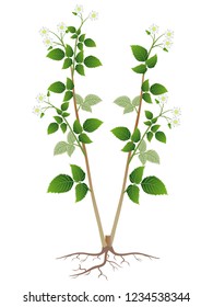 Blooming raspberry bush with roots isolated on white background.