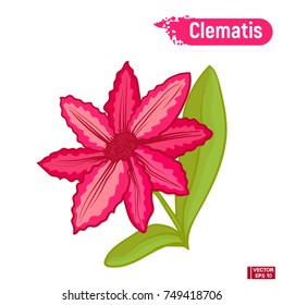 Blooming red Clematis flower