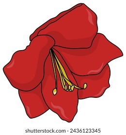 Blooming red flower of Amarilis indoor bulbous plant vector illustration 