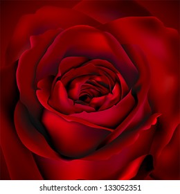Blooming Red Flower Rose background. Love, romance and Valentine greeting holiday card