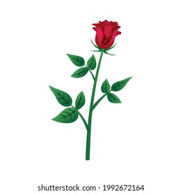 Blooming red garden rose with leaves flat vector illustration