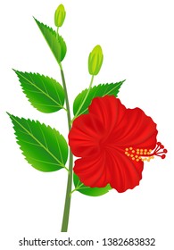 Blooming red hibiscus flower isolated on white background.