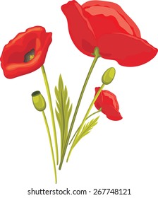 Blooming red poppy isolated on the white. Vector