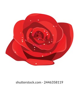 Blooming red rose flower isolated on white background.