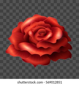 Blooming Red Rose. Realistic glossy vector flower suitable for any color backgrounds. Love symbol. Closeup element for invitations, wedding and celebration designs