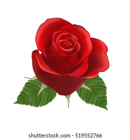 Blooming red Rose, vector, Isolated  flower, floral, plant, valentine, love, romance, wedding, dating, birthday