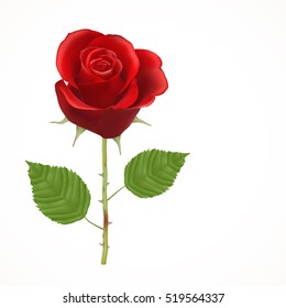 Blooming red Rose, vector, Isolated  flower, floral, plant, valentine, love, romance, wedding, dating, birthday