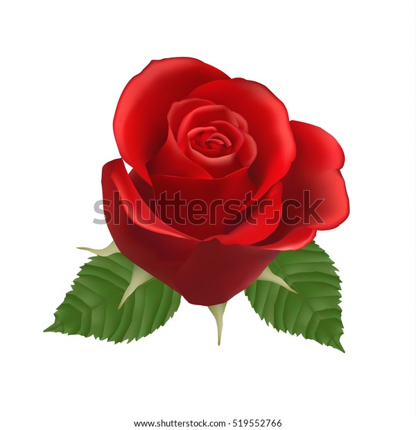 Blooming Red Rose Vector Isolated Flower Stock Vector Royalty