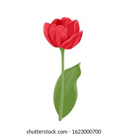 Blooming red tulip Isolated on white background. Vector illustration, icon. Spring bright flower in cartoon flat style.