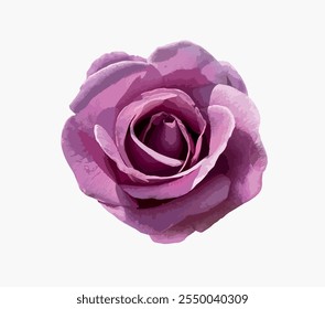 A blooming Rosa 'Mainzer Fastnacht' isolated on white background. Mauve pink flower, lilac rose, large flower rose, rosarium lottum, hybrid tea rose, silver lilac colored. Illustration for design.
