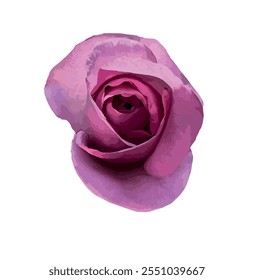 A blooming Rosa 'Mainzer Fastnacht' isolated on white background. Mauve pink flower, lilac rose, large flower rose, rosarium lottum, hybrid tea rose, silver lilac colored. Illustration for design.
