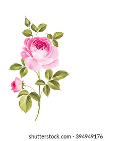 Blooming Rose. Botanical illustration