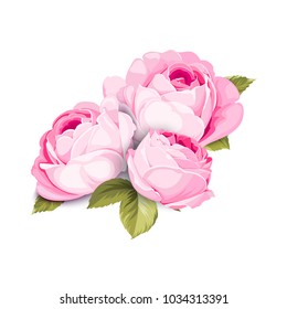 The Blooming Rose with couple of small flowers. Botanical vector illustration. Awesome single flower bouquet. Vector illustration.