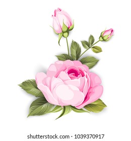 The Blooming Rose with couple of small flowers. Botanical vector illustration. Awesome single flower bouquet. Vector illustration.