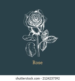 Blooming rose sketch in vector, design element. Botanical drawing in engraving style. Medicinal plant, hand drawn illustration. 
