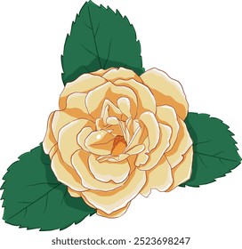 Blooming Rose Vector Images Cartoon Blooming Two Roses Illustration