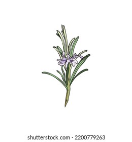 Blooming rosemary with small flowers decorative element, vintage sketch vector illustration isolated on white background. Fresh rosemary twig in bloom.