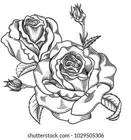 Blooming roses flowers , detailed hand drawn vector illustration. Romantic decorative flower drawing . All  black and white graphic line art rose objects isolated on white background.
