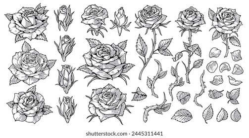 Blooming roses set elements monochrome with elegant flowers with spiny stem and petals for botanical store display design vector illustration